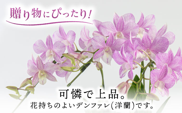 【毎年30セット限定】デンファレ（洋蘭）3本立ち 糸島市 / 和饗エコファーム [AVI004]