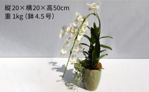 【10セット限定】デンファレ（洋蘭）2本立ち 糸島市 / 和饗エコファーム [AVI005]