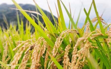 【令和7年産】福岡県 糸島市産 白米　ヒノヒカリ （掛け干し米） 5kg  糸島市 / 谷川農園 コメ 米 掛干し米 [AVQ005]