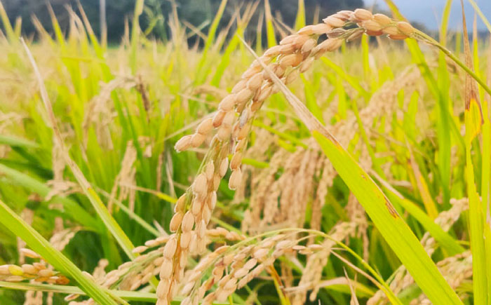 福岡県 糸島市産 白米　ヒノヒカリ　5kg 糸島市 / 谷川農園 コメ 米 ひのひかり [AVQ006]