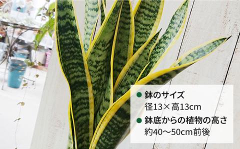 マイナスイオン発生植物 サンセベリア ・ ローレンチー  糸島市 / cocoha[AWB003] 観葉植物 グリーン