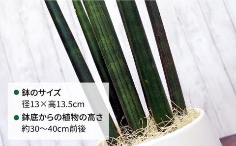 マイナスイオン発生植物『 サンスベリア ・ スタッキー 』  糸島市  / cocoha [AWB025] 観葉植物 インテリア