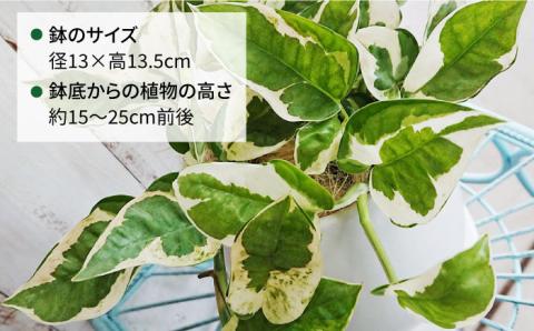 もっとも美しいポトスの進化型『 ポトス ・ エンジョイ 』 糸島市  / cocoha 観葉植物 [AWB028]