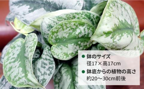 シルバーグリーンの斑模様が美しい『 スキンダプサス 』 糸島市  / cocoha 観葉植物 [AWB030]