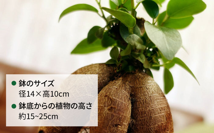 幸せを呼ぶ木『ガジュマル』　エッジボールポット 糸島市 / cocoha / 観葉植物 グリーン 緑 インテリア [AWB038]