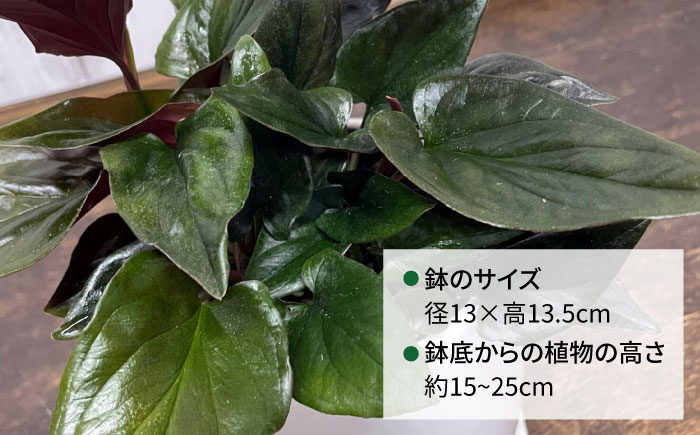 濃緑と赤紫のコントラストが美しい　シンゴニウム・チョコレート 糸島市 / cocoha / 観葉植物 グリーン 緑 インテリア [AWB039]