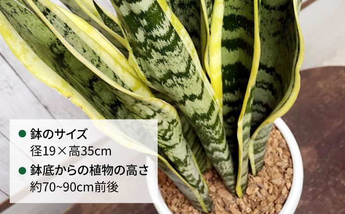 マイナスイオン発生 サンセベリア・ローレンチー大 スリムポットL 糸島市 / cocoha 観葉植物 グリーン 緑 インテリア [AWB040]