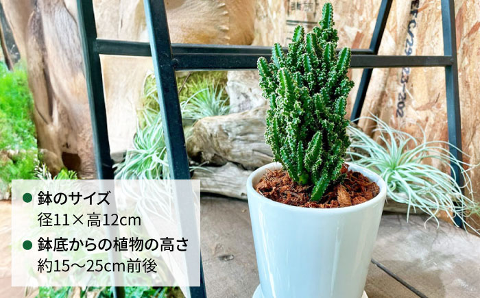 電磁波吸収サボテン 『セレウス・ペルヴィアナス(セレウスサボテン) 』 糸島市 / cocoha 観葉植物 グリーン 緑 インテリア [AWB042]