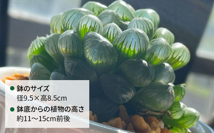 キラキラ輝く砂漠の宝石 『ハオルチア・オブツーサ』 糸島市 / cocoha?観葉植物 グリーン 緑 インテリア [AWB043]