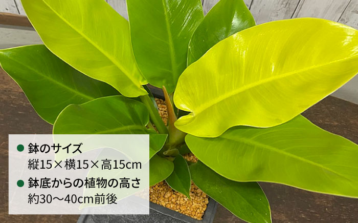 鮮やかなイエローグリーンが美しい 『フィロデンドロン・インペリアルゴールド』 グレースクエアポット付 糸島市 / cocoha 観葉植物 グリーン 緑 インテリア [AWB044]
