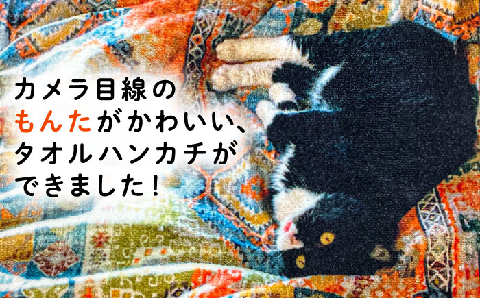 【 SNSで人気の猫 / 糸島観光大使】【 もんた 】 タオル ハンカチ 糸島市 / Basismall はんかち 今治 タオル [AXL005]