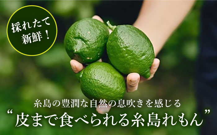 【防腐剤・ワックス不使用】糸島れもん A 3kg（30個前後） 糸島市 / 株式会社 糸島れもん 国産 レモン [AYL001]