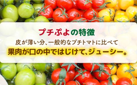 【カラフル】ミニトマト （ プチぷよ ） 1kg×2箱（2kg） 糸島市 / かわぞえ農園 ぷちぷよ トマト [AAM004]