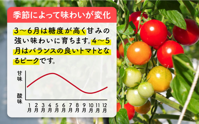 フルティカ 2kg (1kg×2箱) 糸島市 / かわぞえ農園 [AAM006] トマト フルーツトマト
