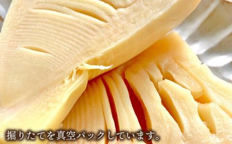 【先行予約】湯がきタケノコ 1kg 【2025年3月下旬以降より順次発送・季節限定】糸島市 / 糸島王丸農園(谷口汰一)【いとしまごころ】 [AAZ009]