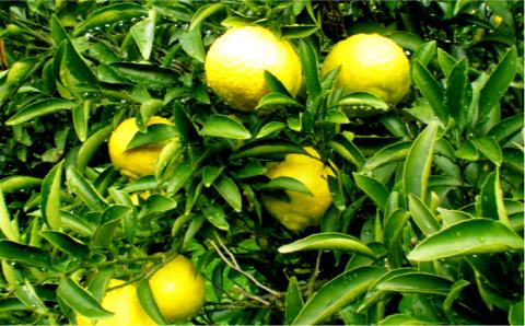 【年内発送】【先行予約】 爽やかに 甘い ！ 糸島産 「 はるか 」  贈答用 約 5kg 【2025年3月より順次発送】二丈赤米産直センター [ABB001]