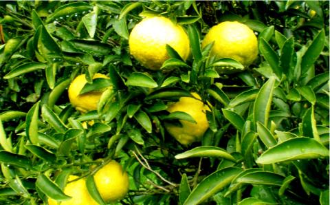 【年内発送】【先行予約】爽やかに甘い！ 糸島 産「 はるか 」  贈答 用 約10kg 【2025年3月より順次発送】 《糸島》【二丈赤米産直センター】 [ABB002]