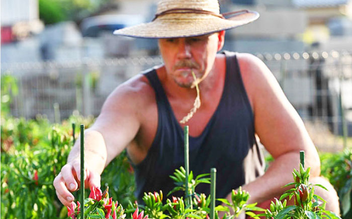 いとネロ ホットソース (ミニ) 50ml×1本 Dan's Kitchen 糸島市 / Mind Nation 唐辛子 辛味ソース ハバネロ [ACR004]