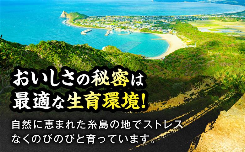 糸島牛肩ローススライス500g A4ランク以上 糸島市 / JA糸島産直市場 伊都菜彩 [AED005]