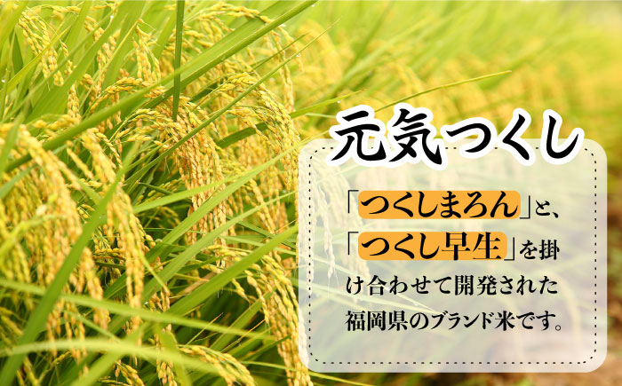 糸島のお米 元気つくし 5kg 糸島市 / JA糸島産直市場 伊都菜彩 [AED015]