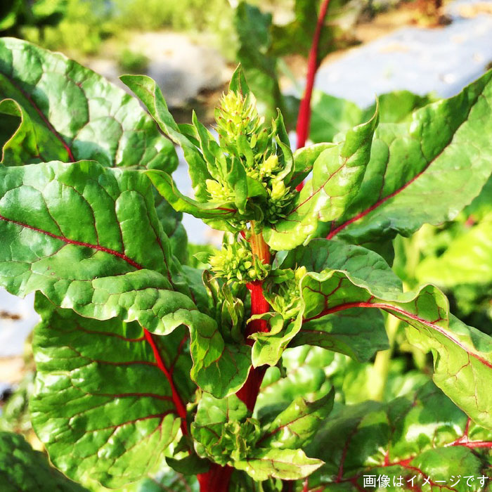 【贈答用】無農薬野菜セット＋果物（8品前後）《糸島》【オーガニックナガミツファーム】 	[AGE022]