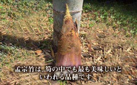 【先行予約受付中】産地直送「孟宗竹」5kg たけのこ タケノコ 筍 【2025年3月下旬以降順次発送】 糸島市 / シーブ [AHC026]