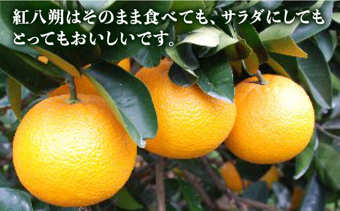 【先行予約販売】糸島県産 柑橘詰め合わせセット 糸島市 / シーブ [AHC062] 紅八朔 ネーブル はるか