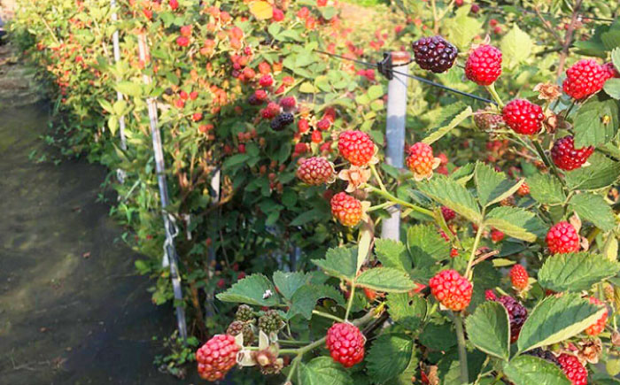 2024年産 糸島産ブラックベリースパークリングワイン 375ml 2本セット / 糸島市 / HYM FARM / お酒 赤ワイン [AHM003]