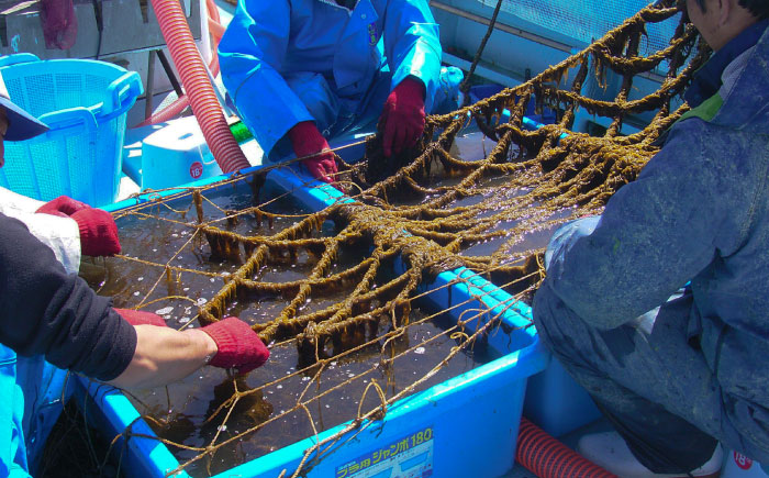 糸島産ふともずく（ソウメンノリ）100ｇ×10P　糸島市 / 糸島漁業協同組合芥屋支所 モズク 海藻 [AHR002]