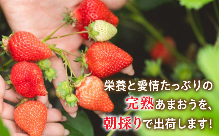 糸島産 完熟あまおう 280g×2パック (デラックスサイズ) 糸島市 / 小河農園 [AJN001]