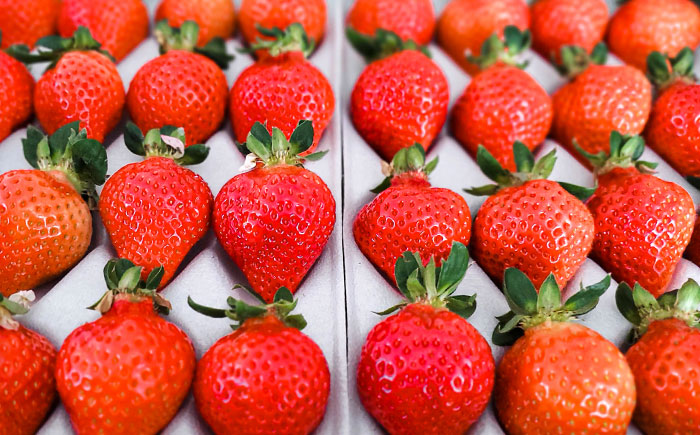 【先行予約】【化粧箱】あまおう いちご 600g以上 【2026年1月以降順次発送】 糸島市 / 株式会社フルコンス [ALO001]