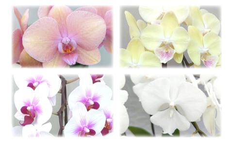 胡蝶蘭 お楽しみ定期便 [年6回]≪糸島≫【はざま園芸】ご家庭用/贈り物/お祝いごと [AND003]