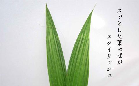 観葉植物『ココヤシ』糸島【はざま園芸】インテリア/緑のある暮らし/飾り/グリーン [AND004]