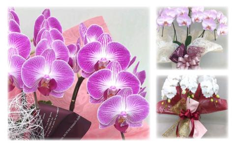 おまかせ胡蝶蘭 ( ミディ 胡蝶蘭 3本立 ) 糸島市 / はざま園芸 [AND005] 花 生花 お祝い