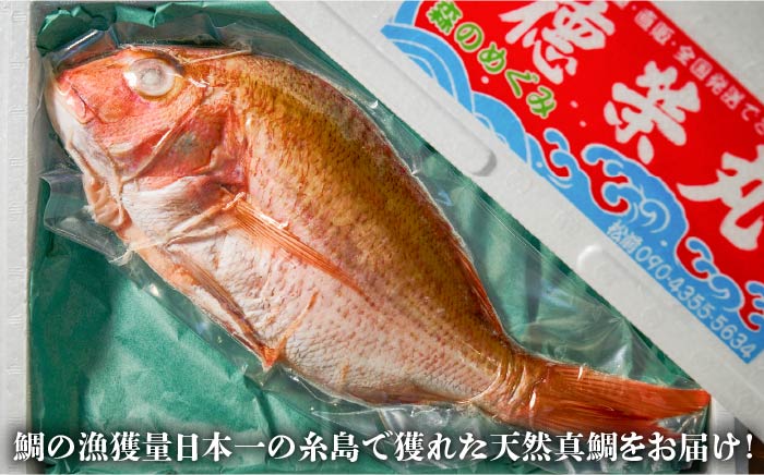 【ANA限定】【全12回定期便（月1回）】糸島の鯛 12匹セット（処理済）《糸島》【徳栄丸】 [APD999]