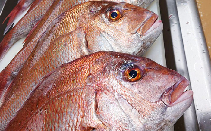 鯛のあら炊き　田舎炊き　1人前約200g×6食 糸島市 / 塚本鮮魚店 惣菜 煮魚 [ARO005]