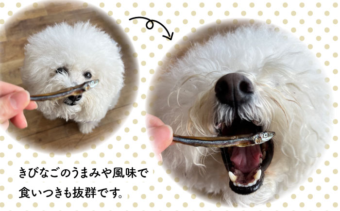 きびなご ジャーキー 40g×3袋 糸島市 / 株式会社コバヤシ【coco.kina】 [ASL009]