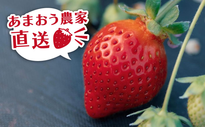 あまおうコンポート 2本 / あまおう 酵母 の スコーン 5個 セット 糸島市 / 磯本農園 TANNAL [ATB024] いちご スイーツ