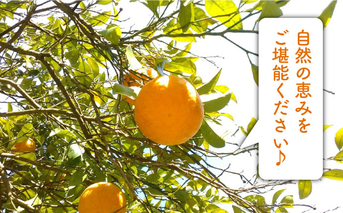 【先行受付】甘夏 10kg 【2026年3月下旬以降順次発送】【 農薬 ・ 化学肥料不使用 】糸島市 / 大石ファーム[ATE004]