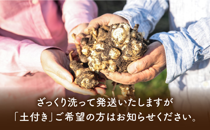 【先行受付】糸島産 菊芋 5kg 【2025年12月以降順次発送】自然栽培  糸島市 / 大石ファーム [ATE008]