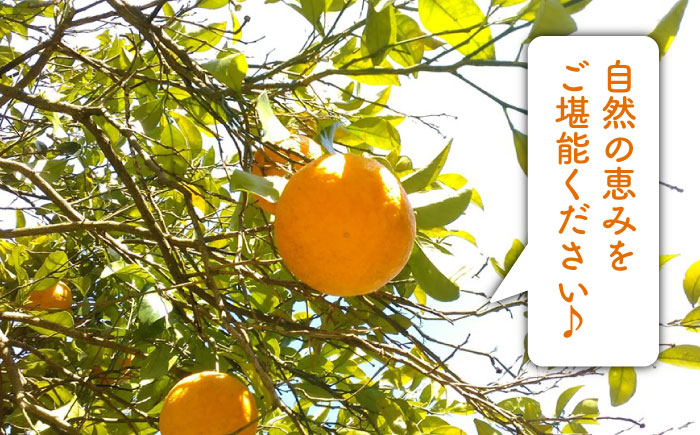 【先行受付】甘夏 5kg 【2026年3月下旬以降順次発送】【栽培期間中農薬・化学肥料不使用】 糸島市 / 大石ファーム [ATE044]