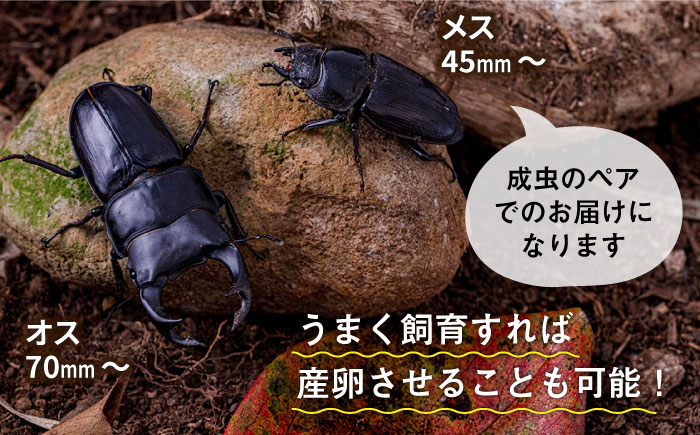 オオクワガタ ペア (Lサイズ) 糸島市 / 糸島クワガタの森 昆虫 ペット 