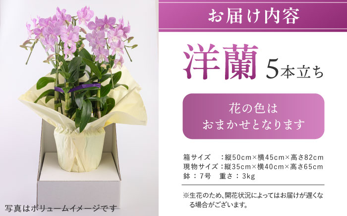【毎年30セット限定】デンファレ（洋蘭）5本立ち 糸島市 / 和饗エコファーム [AVI003]