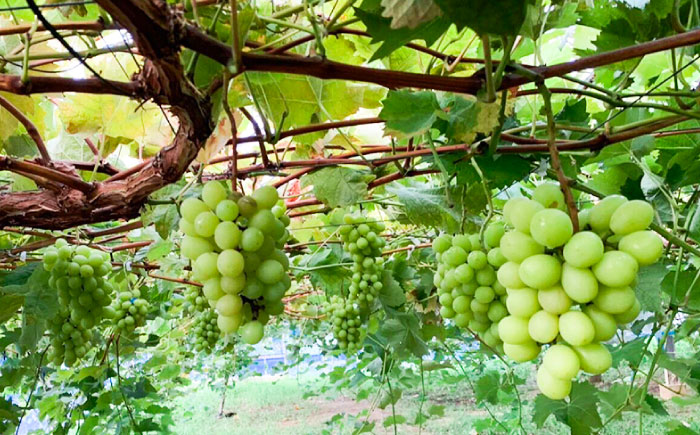 【先行受付】【糖度18度以上】 糸島産 シャインマスカット 1kg 【2026年8月中旬より順次発送】 糸島市 / 和饗エコファーム フルーツ 果物 [AVI006]