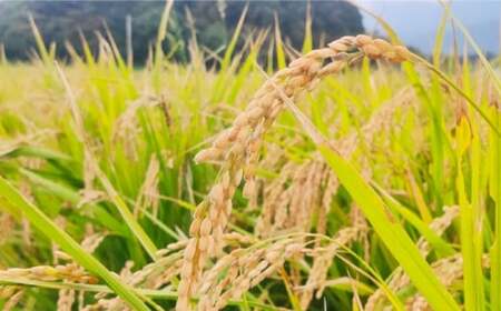 【令和7年産】福岡県 糸島市産 白米　ヒノヒカリ （掛け干し米） 5kg  糸島市 / 谷川農園 コメ 米 掛干し米 [AVQ005]