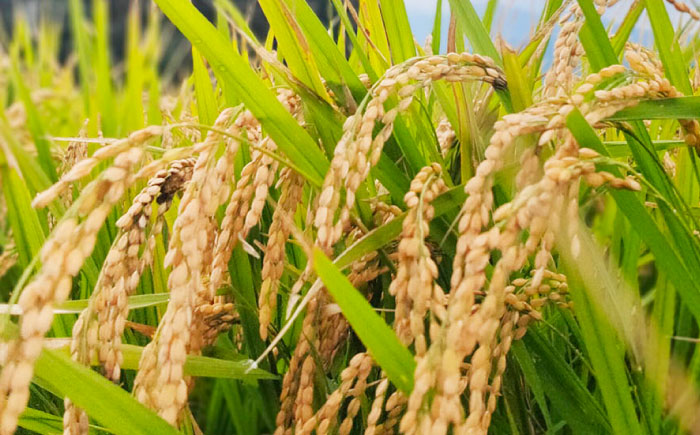 福岡県 糸島市産 白米　ヒノヒカリ　5kg 糸島市 / 谷川農園 コメ 米 ひのひかり [AVQ006]