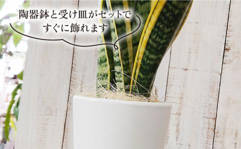 マイナスイオン発生植物 サンセベリア ・ ローレンチー  糸島市 / cocoha[AWB003] 観葉植物 グリーン