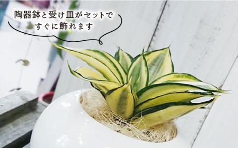 マイナスイオン発生植物 サンセベリア ・ ゴールデン ハニー 糸島市 / cocoha [AWB007] 観葉植物 グリーン インテリア