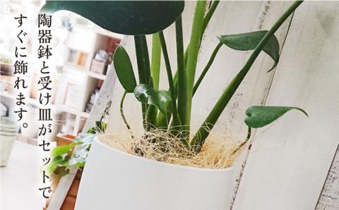 モンステラ  糸島市 / cocoha [AWB018] 観葉植物 グリーン インテリア 室内