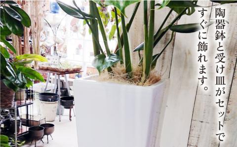 モンステラ （ 大 ） （ スクエアポット ） 糸島市 / cocoha [AWB021]